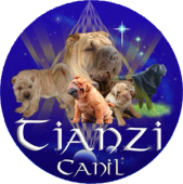 Canil Tianzi - Sharpei